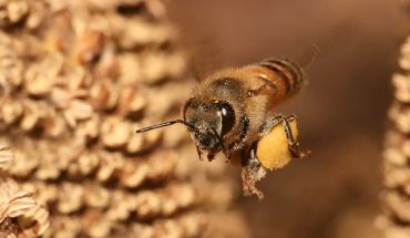 Mierea-de-albine-Medicamentul-natural-din-stup